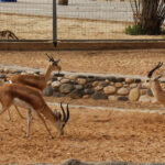 Tripoli Zoo