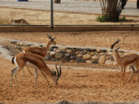 Tripoli Zoo Travel Forum Reviews