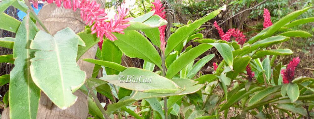 Tropical Garden Travel Forum Reviews