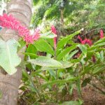 Tropical Garden