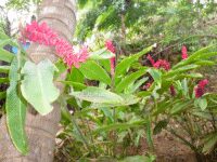 Tropical Garden Travel Forum Reviews