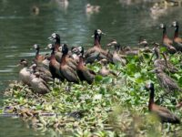 Tsarasaotra Park Travel Forum Reviews