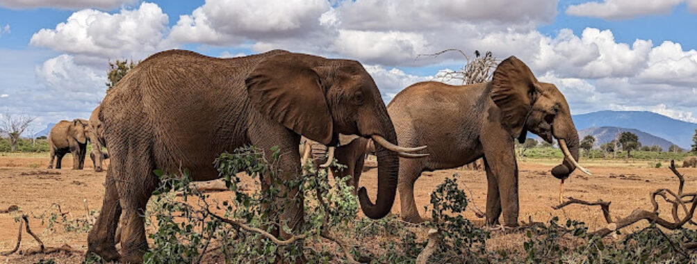 Tsavo East National Park Travel Forum Reviews