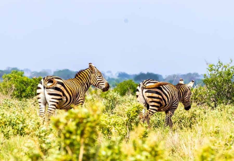 Tsavo East National Park