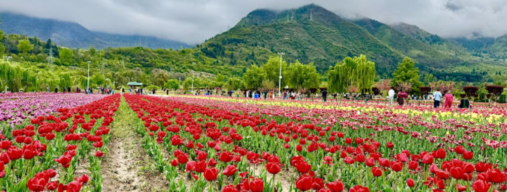 Tulip Garden Srinagar Travel Forum Reviews