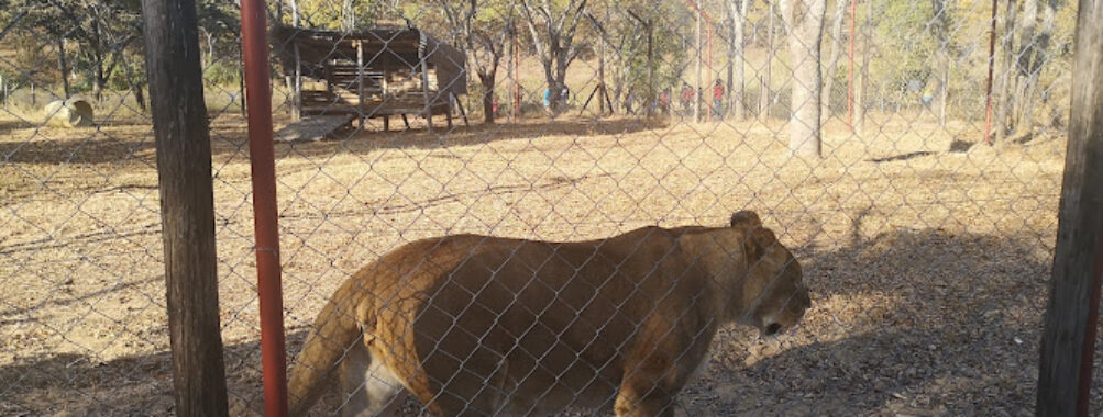Twala Trust Animal Sanctuary Travel Forum Reviews