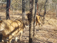 Twala Trust Animal Sanctuary Travel Forum Reviews
