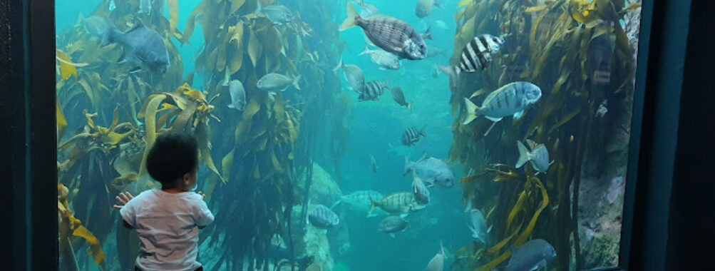 Two Oceans Aquarium Travel Forum Reviews