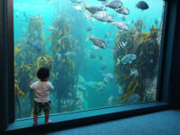 Two Oceans Aquarium Travel Forum Reviews