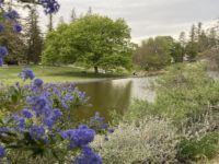 UC Davis Arboretum Teaching Nursery Travel Forum Reviews