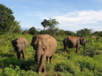 Udawalawe National Park Travel Forum Reviews