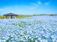 Uminonakamichi Seaside Park Travel Forum Reviews