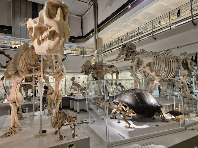 University Museum Of Zoology