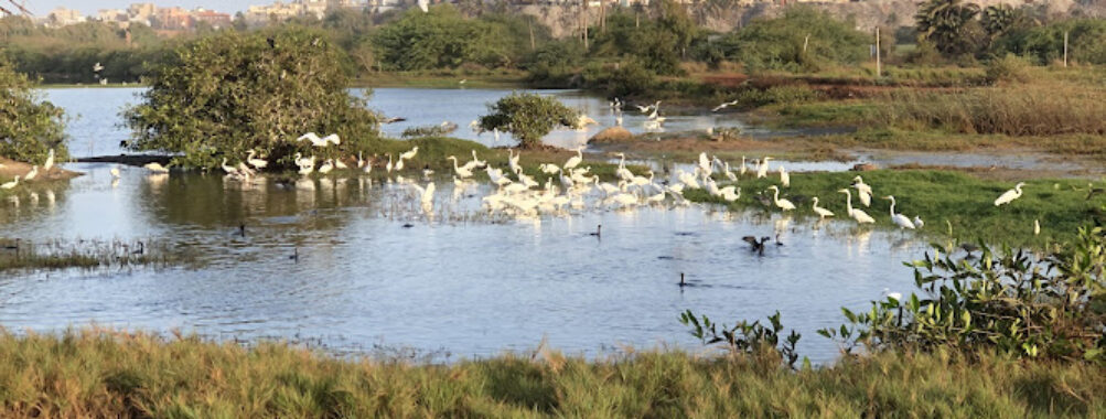 Urban Nature Reserve of the Great Niaye of Pikine and Dependency Travel Forum Reviews