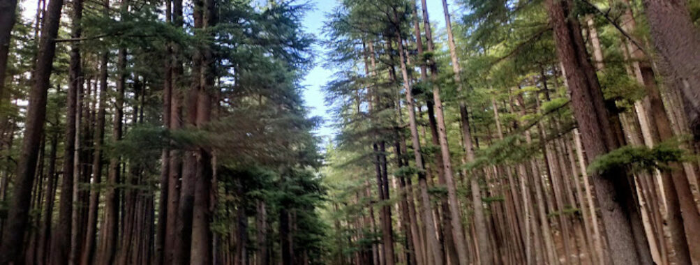 Usho Forest (Plain Forest) Travel Forum Reviews