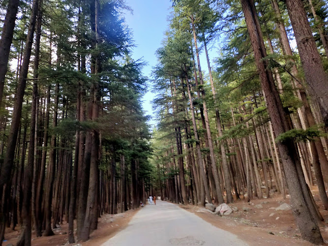 Real Forrest Usho Forest (Plain Forest) — Reviews, Tips & Photos (2026)