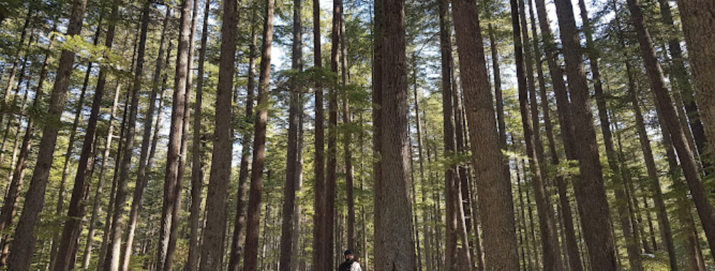 Ushu Forest Travel Forum Reviews