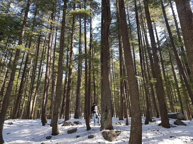 Ushu Forest