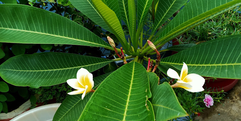 Uttaran Sangha Park