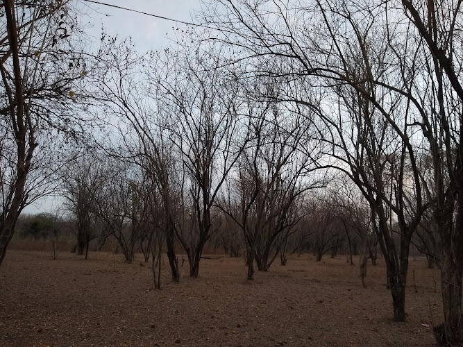 VMV Forest Reserv