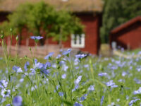 Vallby Open Air Museum Travel Forum Reviews