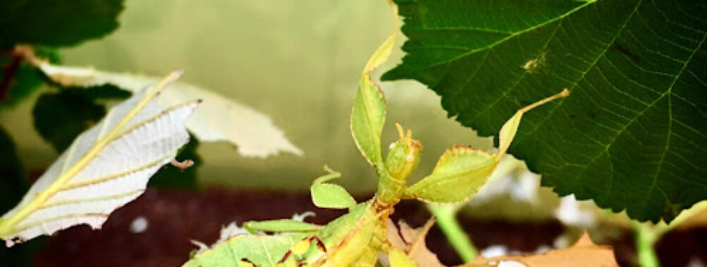 Victoria Bug Zoo Travel Forum Reviews