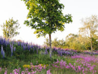 Vikingaskeppet Travel Forum Reviews