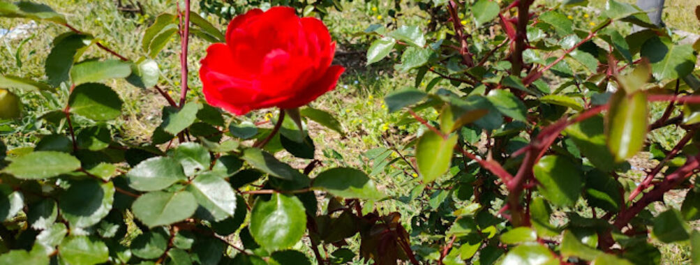Villetta Vassallo già Villetta delle Rose Travel Forum Reviews
