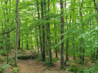 Virsehatt Travel Forum Reviews
