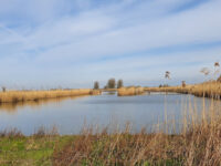 Vogelkijkscherm De Blauwborst Travel Forum Reviews