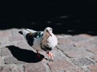 Walking tour of Geneva's best photo spots with a local Review
