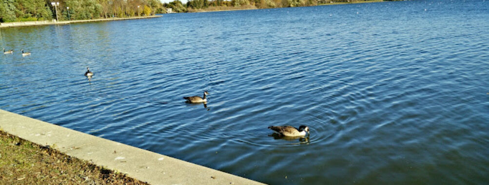 Wascana Waterfowl Park Display Ponds Travel Forum Reviews