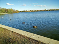 Wascana Waterfowl Park Display Ponds Travel Forum Reviews