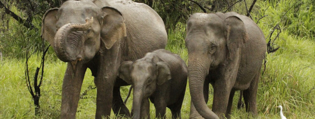 Wasgamuwa National Park Travel Forum Reviews