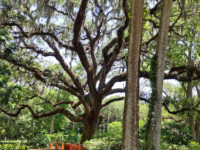 Washington Oaks Gardens State Park Travel Forum Reviews