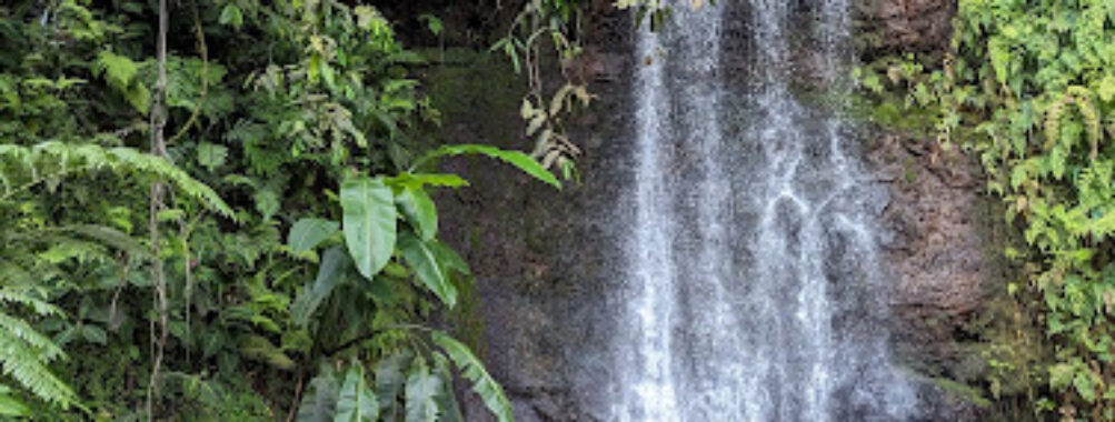 Water Gardens Vaipahi Travel Forum Reviews