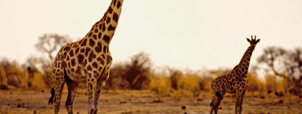 Waza National Park Travel Forum Reviews