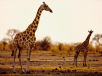 Waza National Park Travel Forum Reviews