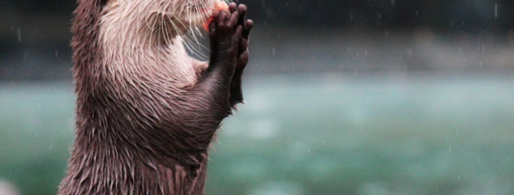 Wellington Zoo Travel Forum Reviews