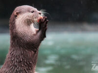 Wellington Zoo Travel Forum Reviews