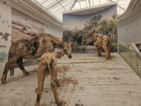 West Coast Fossil Park Travel Forum Reviews