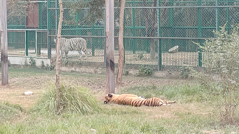 Wetland of Gorakhpur Zoo