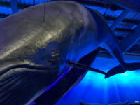 Whales of Iceland Travel Forum Reviews