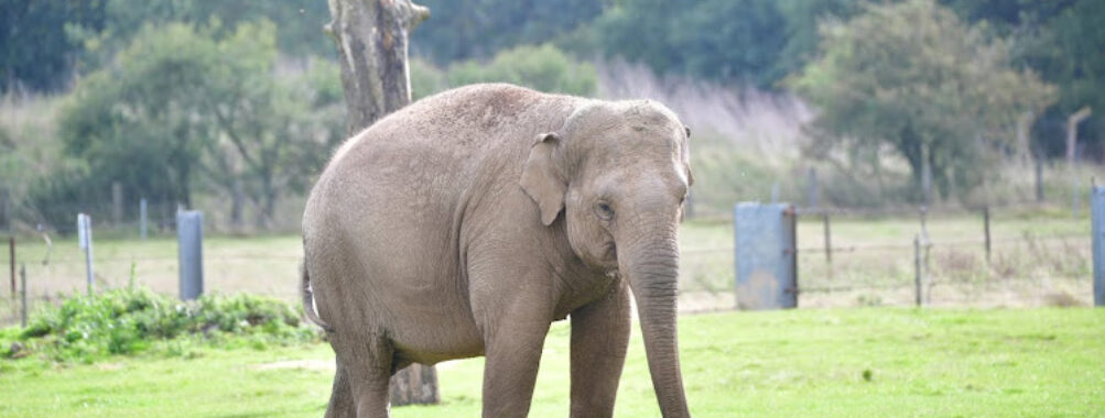 Whipsnade Zoo Travel Forum Reviews
