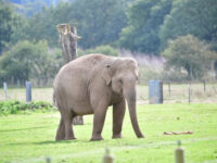 Whipsnade Zoo Travel Forum Reviews