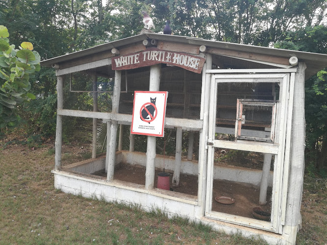 White Turtle House