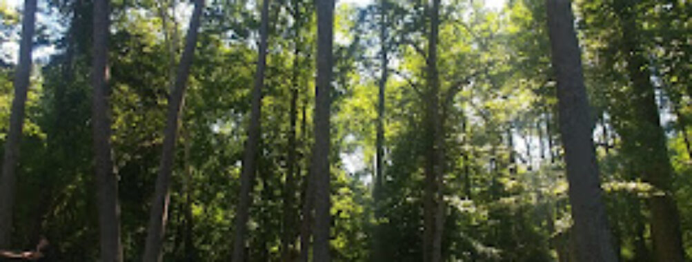 Wilburdale Park Travel Forum Reviews