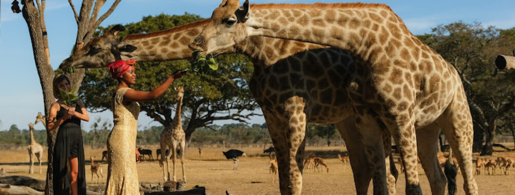 Wild Is Life & ZEN Travel Forum Reviews