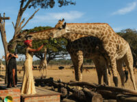 Wild Is Life & ZEN Travel Forum Reviews