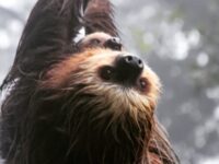 Wildlife Refuge Monteverde Travel Forum Reviews